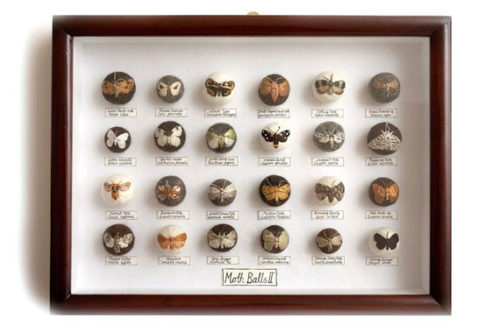 claire-moynihan-large-moth-display-box-570