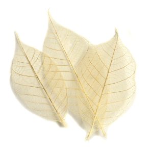 Buy & Try Skeleton Leaves<br>Natural